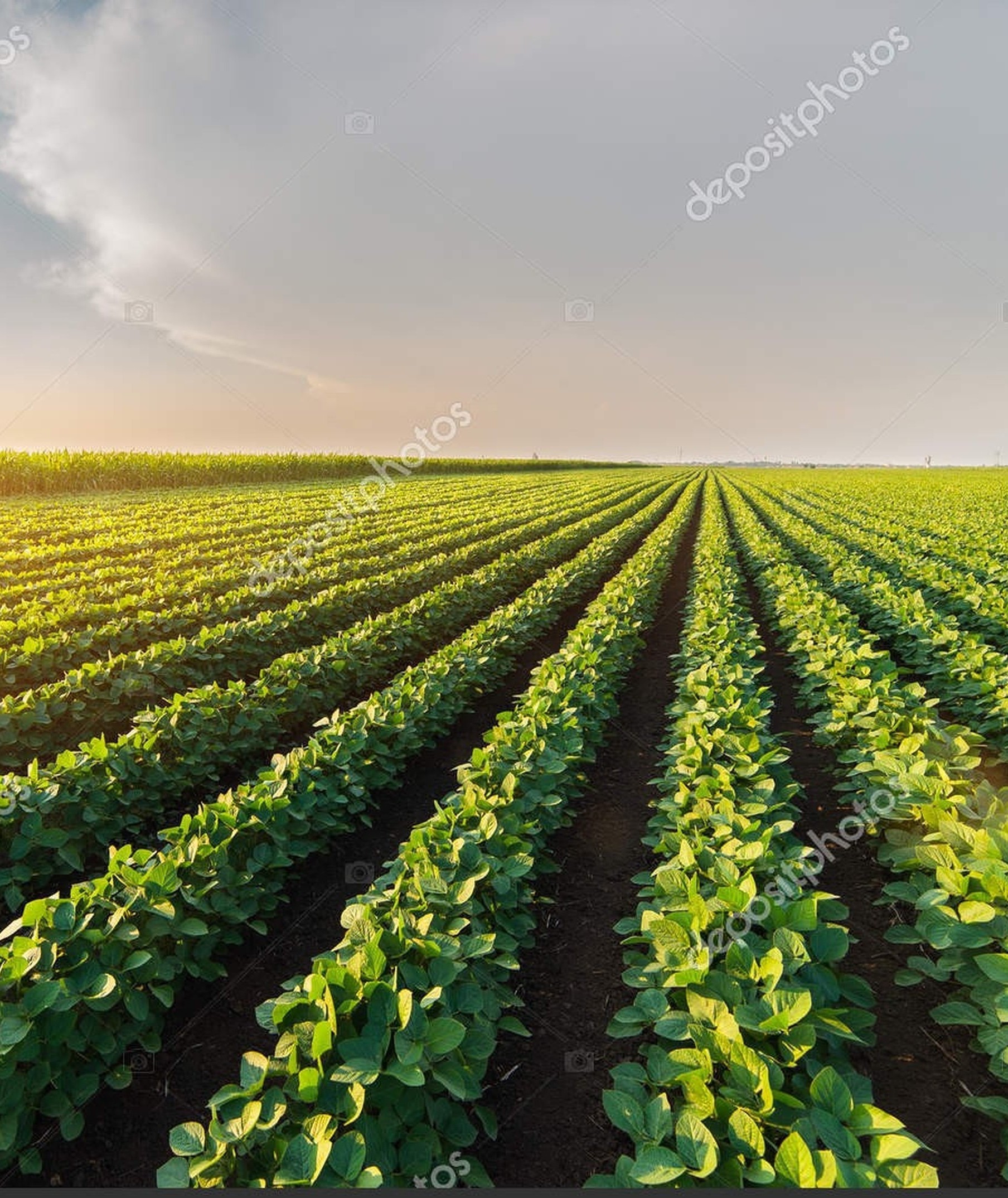 Tecnologia em Irrigação